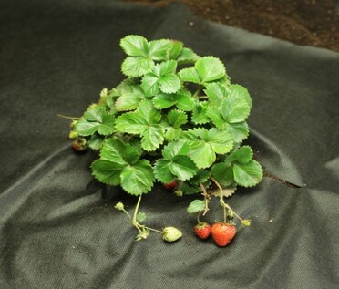 Mulčovací netkaná textilie